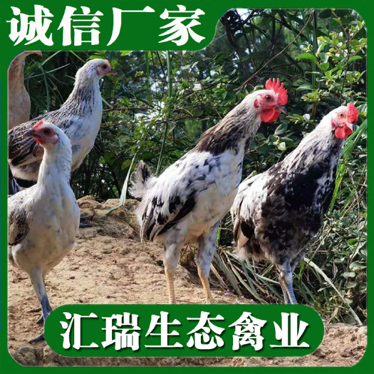 衡阳县优质鹊山鸡苗/高产绿壳蛋鸡苗批发质优价廉