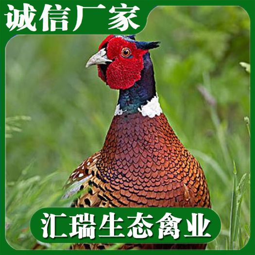 衡阳县湖南养殖基地常年供应优质山鸡苗/七彩山鸡苗