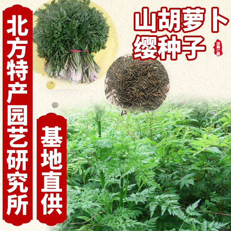 通化县峨参种子  出售山胡萝卜樱（东北峨参）种子，免费提供种子种植