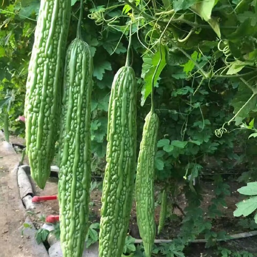 嫁接东风21苦瓜苗 绿油亮东风23苦瓜苗 抗病好 根系发达