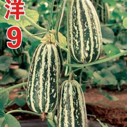 嫁接博洋9甜瓜苗 博洋61甜瓜苗 博洋72号甜瓜苗，一级苗