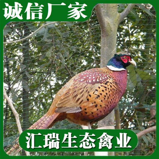 衡阳县 一个月脱温山鸡苗预定/山鸡苗全年批发