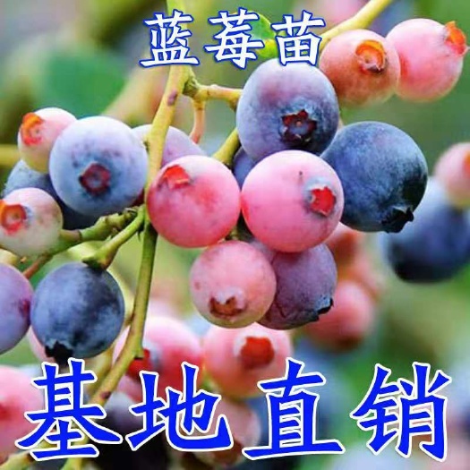 平邑县兔眼蓝莓苗 带土发货蓝莓苗 兔眼蓝莓树苗 南方北方种植室外当年结果