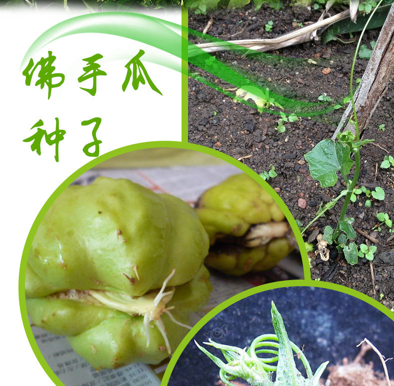 新鲜佛手瓜种子带芽种瓜龙须菜佛手瓜苗阳台盆栽四季播蔬菜苗种苗