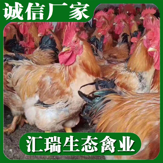 衡阳县 孵化场直销快速型肉鸡苗/K9鸡苗/新广901鸡苗全年供应