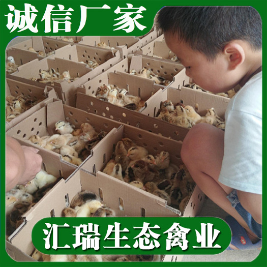 衡阳县土鸡苗 青脚脱温鸡苗平均重量0.5斤左右养防疫到位