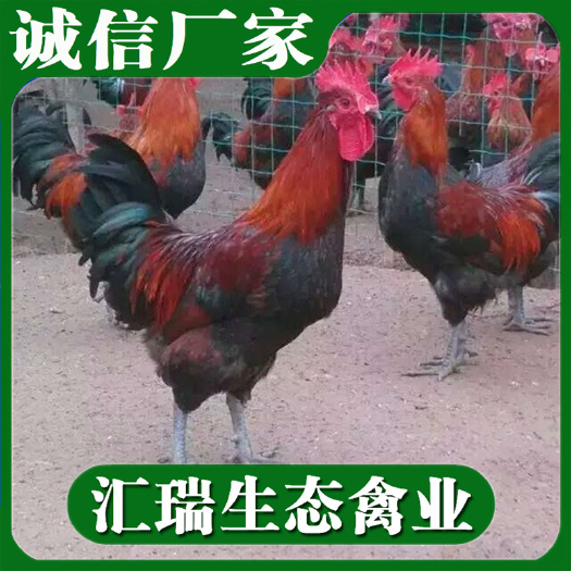 衡阳县 专业批发阉鸡苗/供应青脚红羽土鸡苗/黄脚红毛三黄土鸡苗