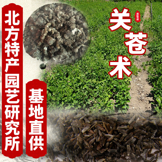 通化县苍术种子  新采关苍术白茬和条形朱砂点两种都有（枪头菜）种子