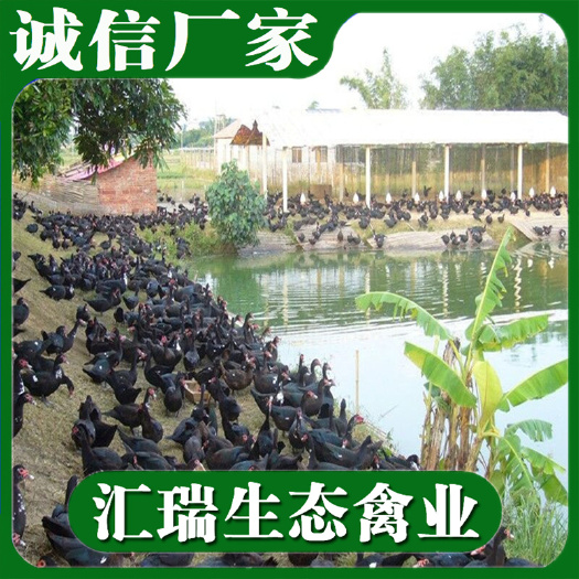 衡阳县鸭苗  西洋鸭苗湖南孵化场批发