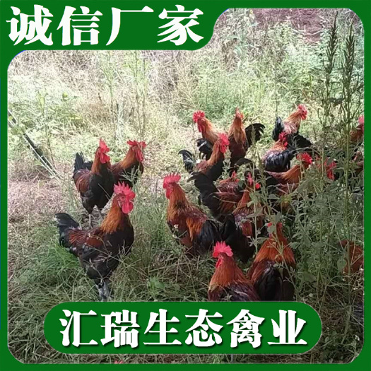 衡阳县 孵化场直销快大黄鸡苗/快速型麻鸡苗/快大黑鸡质量可靠量大价优
