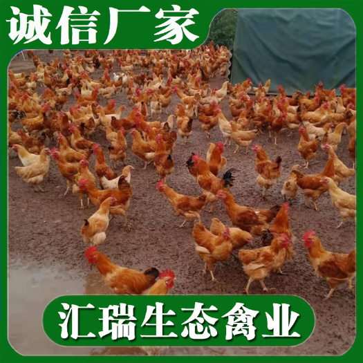 衡阳县 全年大量批发大红公鸡苗、专做阉鸡苗种苗、质量正宗