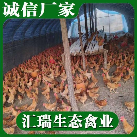 衡阳县一个月脱温鸡苗批发湖南衡阳本地湘黄土鸡苗预订