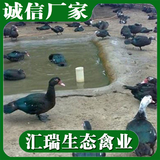 衡阳县西洋鸭苗  优质大种黑番鸭苗孵化场厂家直销
