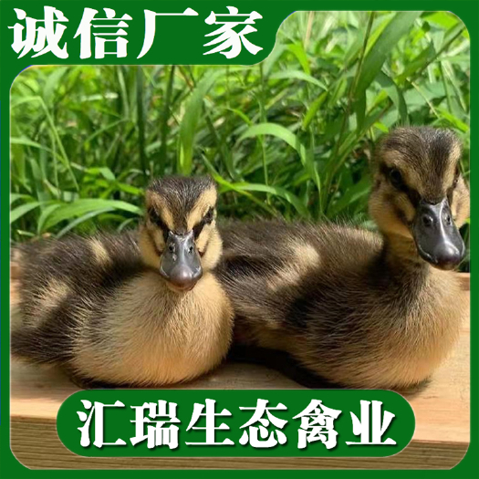 衡阳县 大种杂交鸭苗/青头鸭苗/四点花鸭苗/菜鸭苗批发