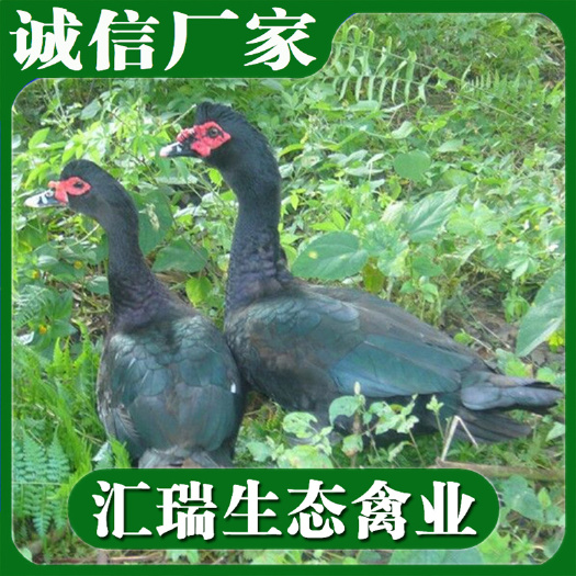 衡阳县黑番鸭苗/火鸭苗/旱鸭苗/红头鸭苗/西洋鸭苗批发