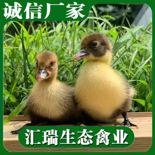 衡阳县 优质大种杂交鸭苗西洋鸭苗肉鸭苗