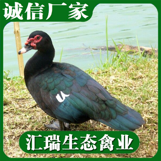 衡阳县 批发大种黑番鸭苗品种保证质量可靠