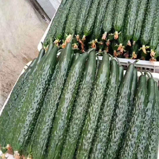 寿光市黄瓜种苗  黄瓜苗 德瑞特系列黄瓜苗抗病性好 亩产高 寿光黄瓜育苗厂