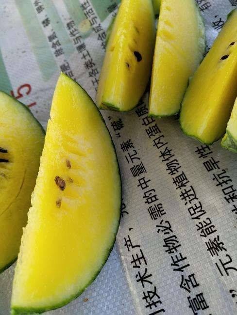 寿光市小兰西瓜苗  早春礼品瓜苗 小兰黄瓤西瓜苗供应 根系发达