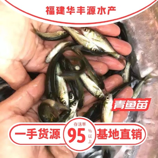 光泽县 青鱼苗批发  产地直销 养殖技术指导   一手货源  齐规格