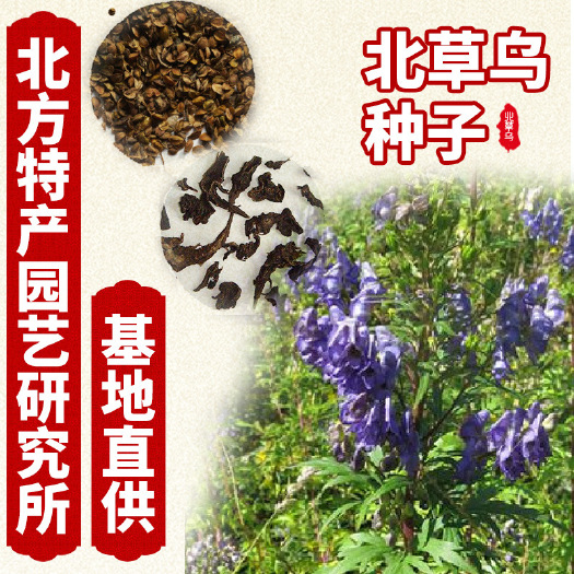 通化县黄草乌种子  出售北草乌种子