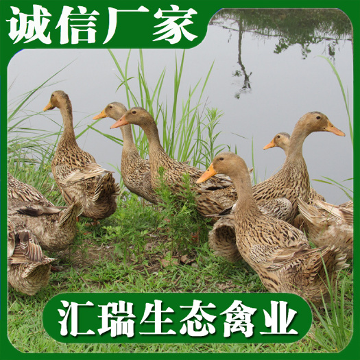 衡阳县蛋鸭苗/金腚鸭苗/鸭苗孵化场全年供应