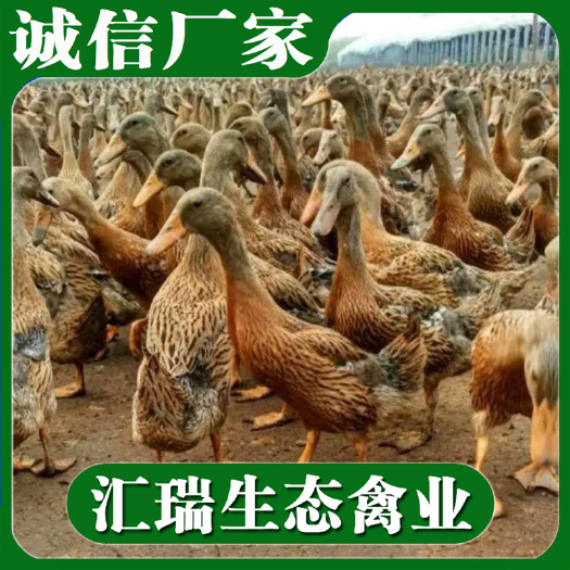 衡阳县 麻鸭苗/金腚麻鸭苗/全年供应量大价优