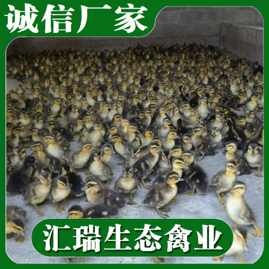 衡阳县 麻鸭苗/青头麻鸭苗/绿壳蛋鸭苗全年供应
