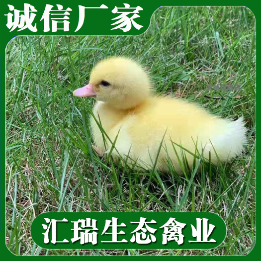 衡阳县企业认证质量保证销售蛋鸭苗/青壳蛋鸭苗/江南一号蛋鸭苗