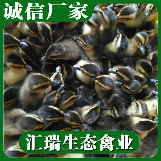 衡阳县 麻鸭苗/金腚麻苗/价格实惠量大价优