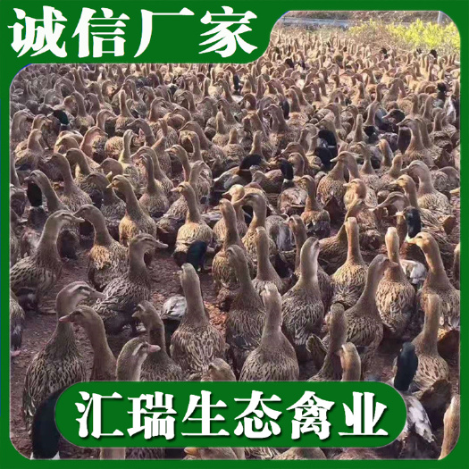 衡阳县直销优质快速肉鸭苗/天府麻鸭苗/大白沙鸭苗