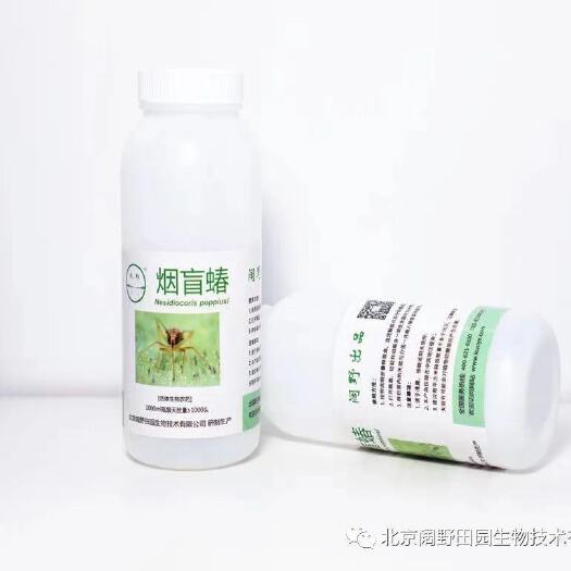 北京生物防治虫 烟盲蝽 白粉虱天敌 烟粉虱天敌 捕食性天敌 生物防治
