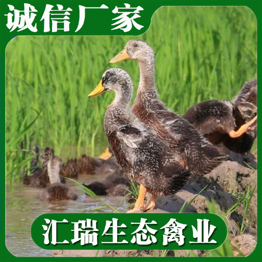 衡阳县大种麻鸭苗/孵化基地厂家直销