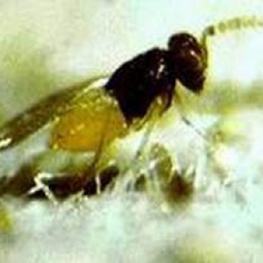 北京生物防治虫 赤眼蜂  丽蚜小蜂 粉虱天敌 寄生性天敌 寄生蜂