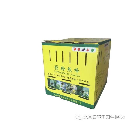 北京 授粉熊蜂 大棚授粉熊蜂 草莓授粉 番茄授粉