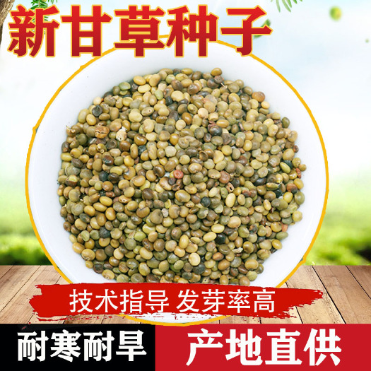 兰州甘草种子红皮甘草种子纯新正品红皮甘草种子