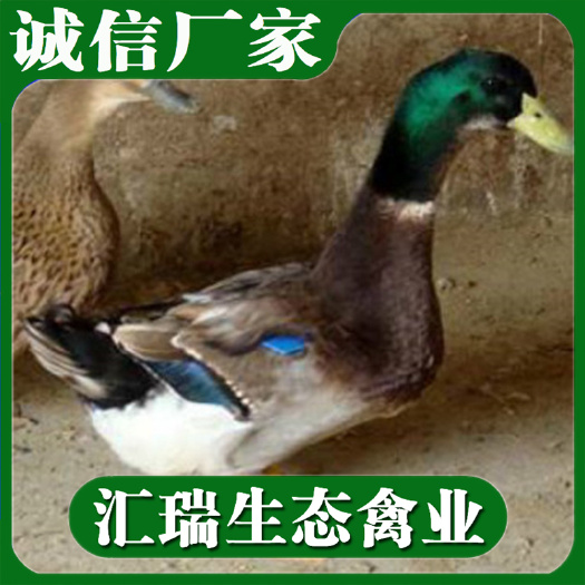 衡阳县麻鸭苗/青头鸭苗/快速肉鸭苗