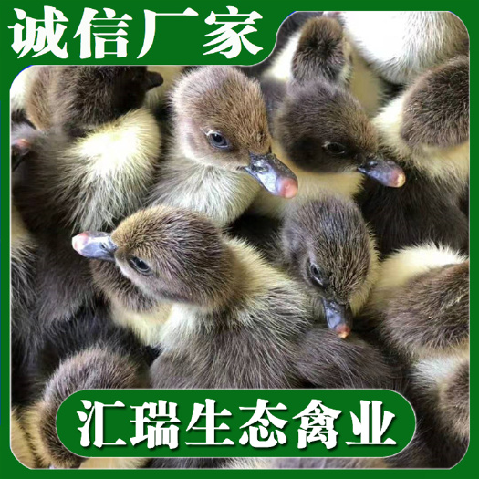 衡阳县 黑番鸭苗/西洋鸭苗/旱鸭苗适合生态散养