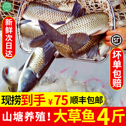 长沙 韶关山塘草鱼新鲜鱼肉4斤现杀草鱼 酸菜鱼正宗鱼片活鱼农家食用