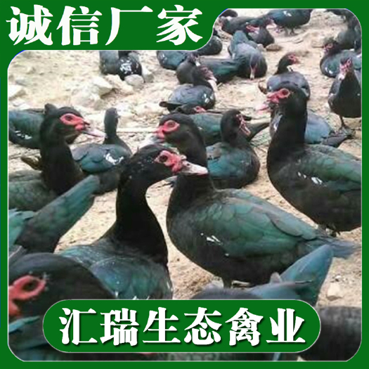 衡阳县 花鸭苗/黑番鸭苗/火鸭苗/红脸鸭苗/全年优价供应