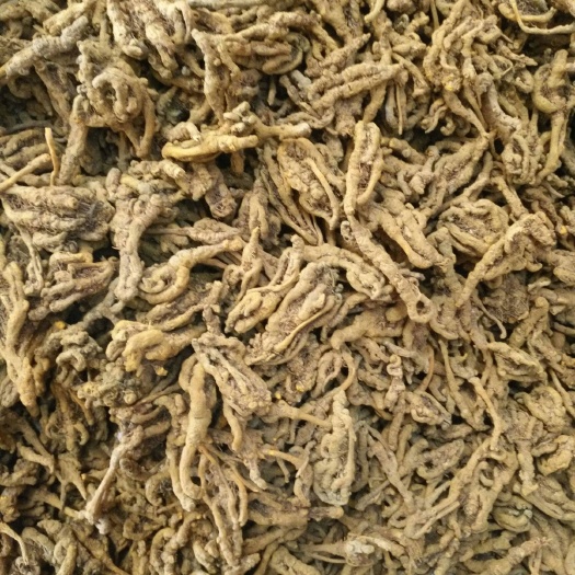 石柱重庆石柱土家族自治县黄连