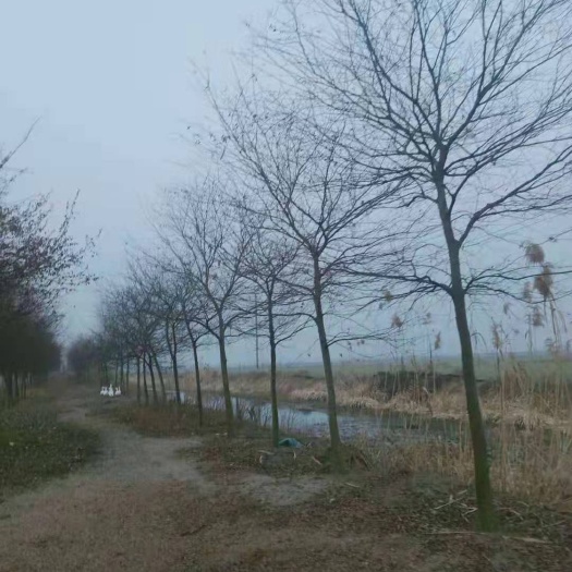 南京朴树，丛生朴树，规格全，朴树价格合理