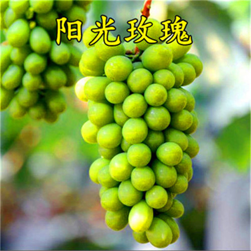 平邑县阳光玫瑰葡萄苗 阳光玫瑰葡萄树苗果实甜度高南北方均可种植当年结果基地直销
