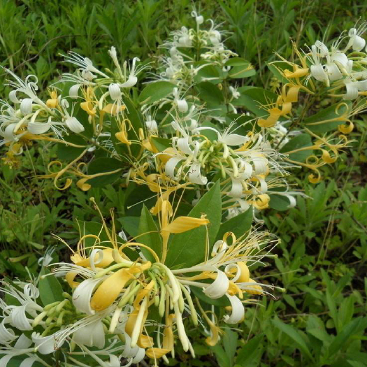 平邑县四季金银花苗产量高适合全国各地种植基地直销价格优惠