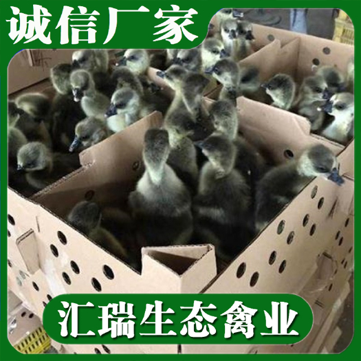衡阳县 纯种狮头鹅苗/朗德鹅苗/马岗鹅苗全年供应