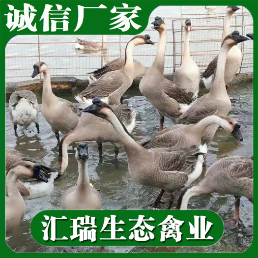  朗德鹅苗/马岗鹅苗全年供应