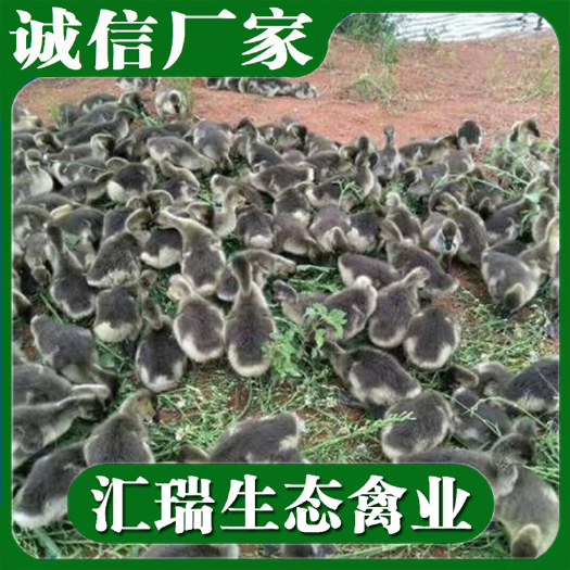 衡阳县 全年批发大种马岗鹅苗/朗德鹅苗/灰鹅苗品种优良