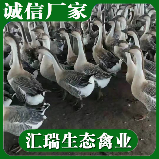 衡阳县 厂家直销优质马岗鹅苗/麻鹅苗/量大价优