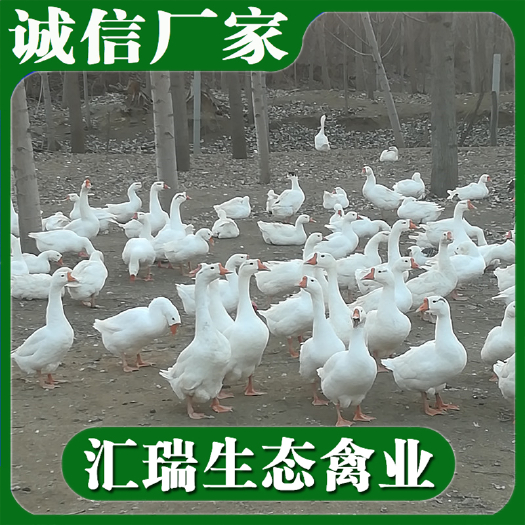 衡阳县 专业批发散养大种白鹅苗/灰鹅苗长速快质量可靠