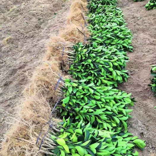 安远县赣南脐橙苗，安远纽荷尔脐橙苗，1年裸苗，数量3万株，包邮
